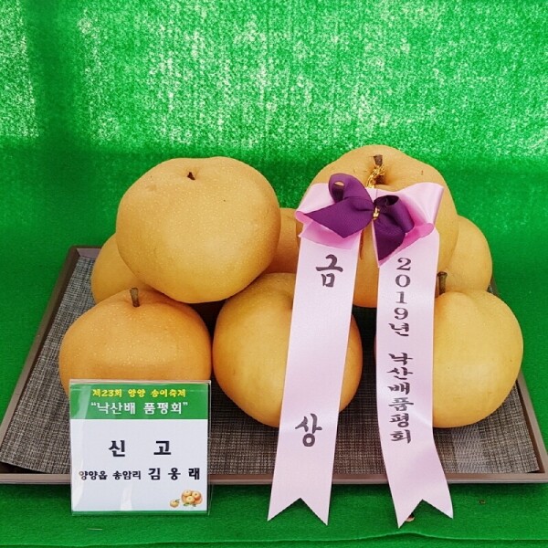 양양청마농원,양양청마농원 낙산배(신고배) 7.5kg  5kg  9 ~ 15과