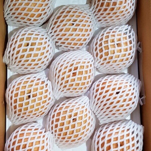 양양청마농원,양양청마농원 낙산배(신고배) 7.5kg  5kg  9 ~ 15과