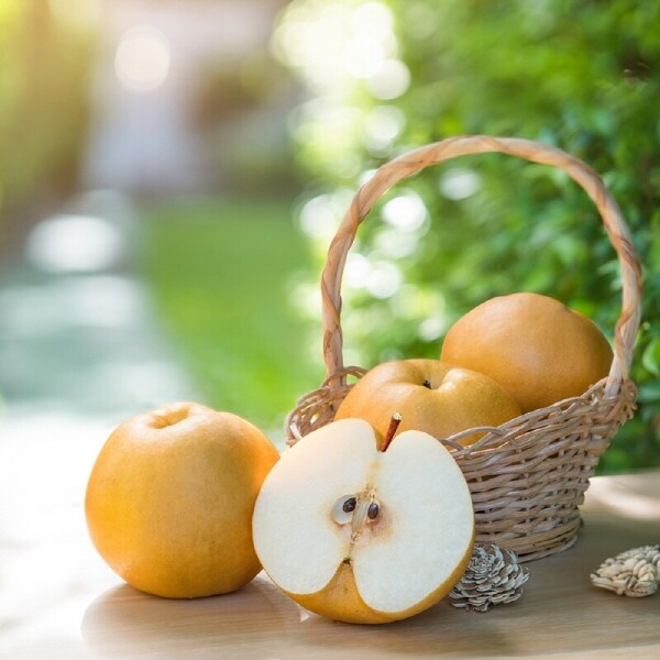 양양청마농원,양양청마농원 낙산배(신고배) 7.5kg  5kg  9 ~ 15과