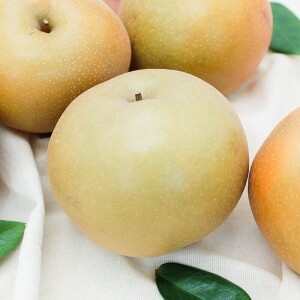 양양청마농원 감천배 (낙산배) 7.5kg , 5kg