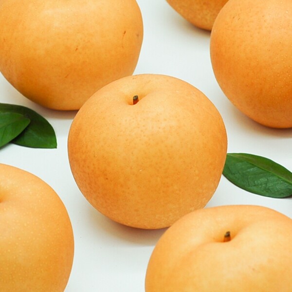 양양청마농원,양양청마농원 화산배,수황배 (낙산배) 7.5kg , 5kg