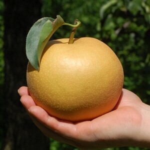 양양청마농원 화산배,수황배 (낙산배) 7.5kg , 5kg