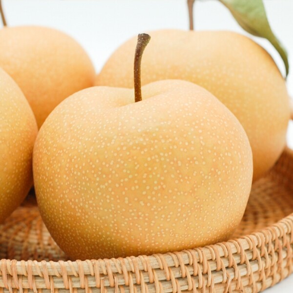 양양청마농원,양양청마농원 화산배,수황배 (낙산배) 7.5kg , 5kg